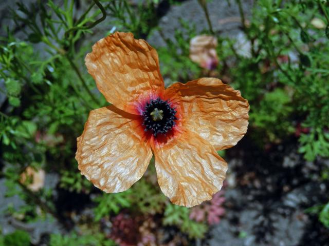 Mák (Papaver apulum Ten.)