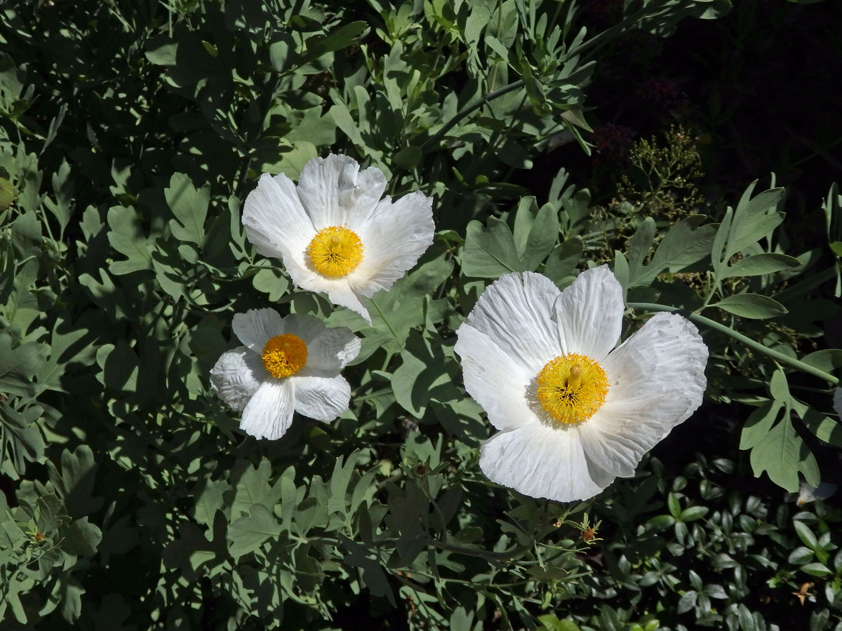 Romneya coulteri Harv.