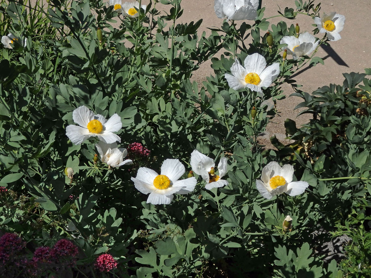 Romneya coulteri Harv.