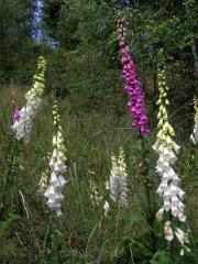 Náprstník červený (Digitalis purpurea L.)