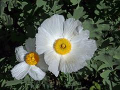 Romneya coulteri Harv.