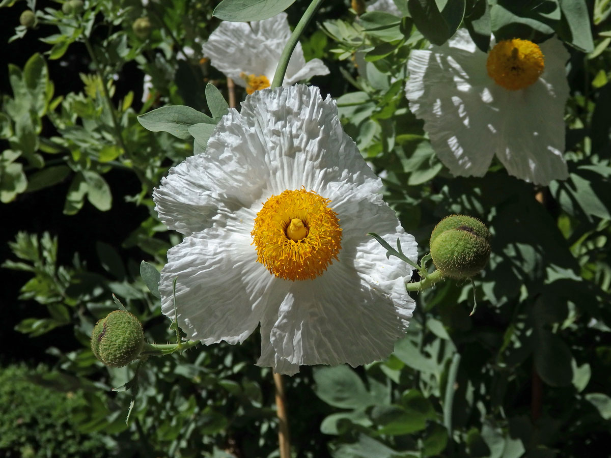 Romneya coulteri Harv.