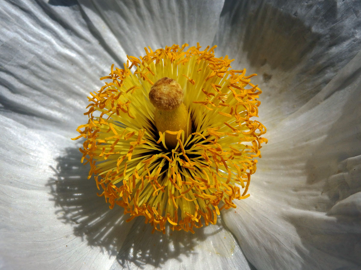 Romneya coulteri Harv.