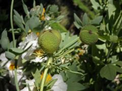 Romneya coulteri Harv.