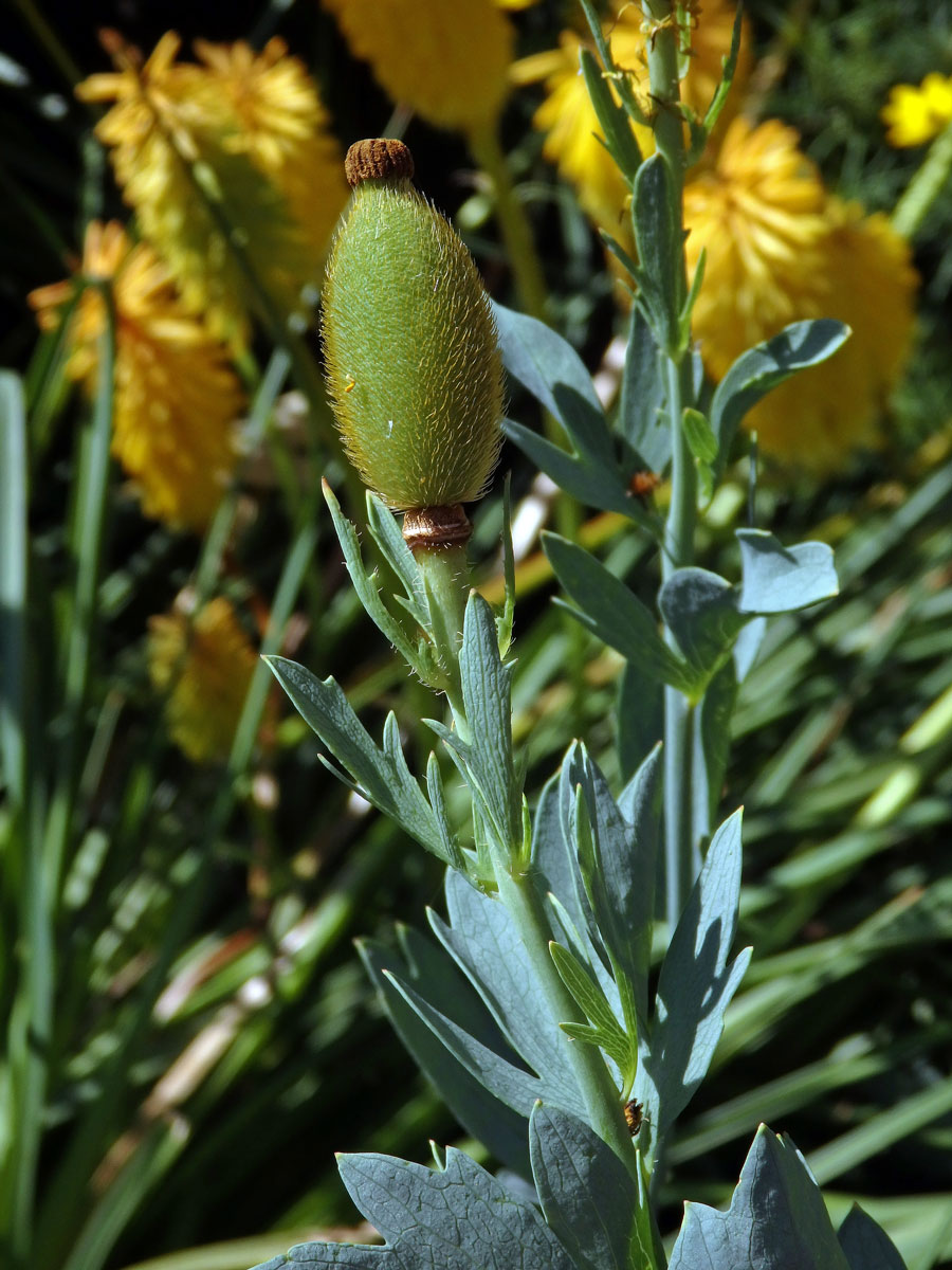 Romneya coulteri Harv.