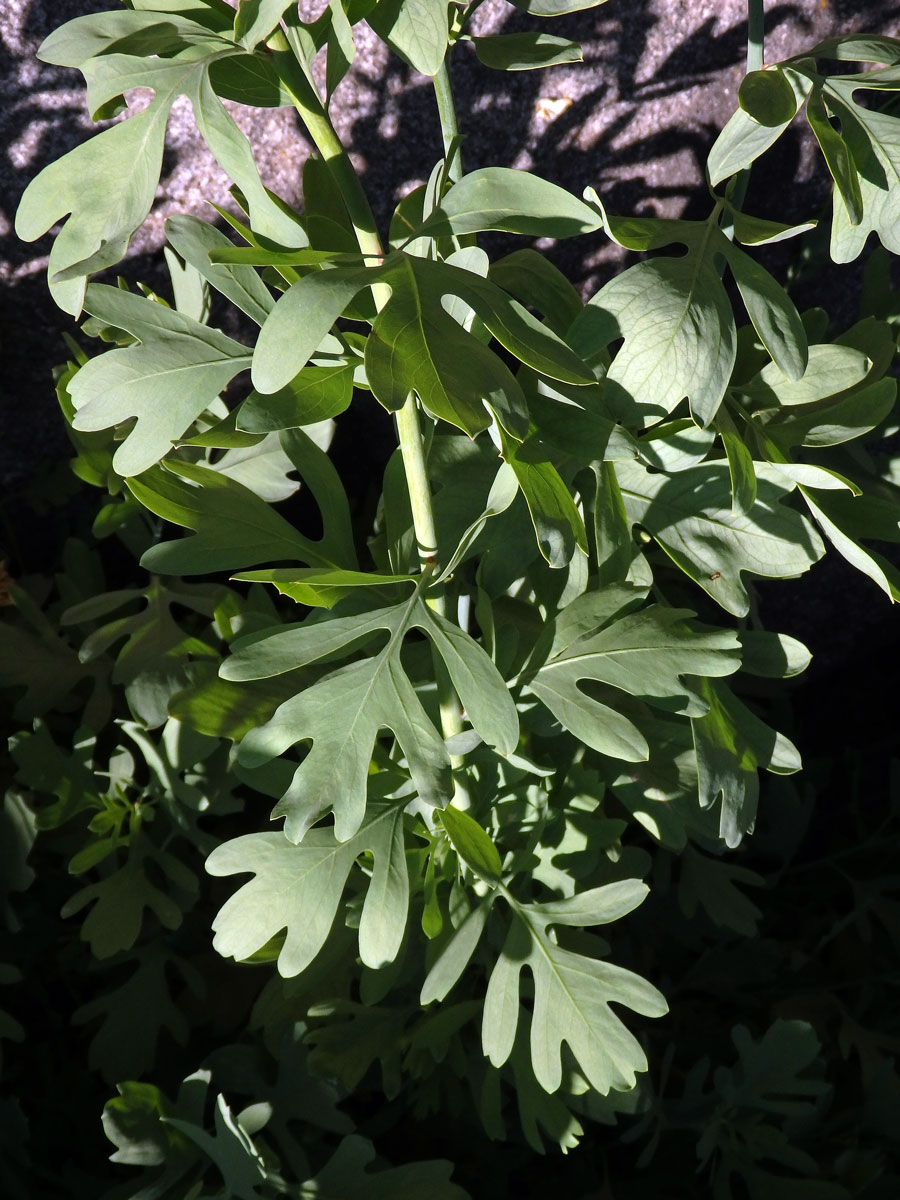 Romneya coulteri Harv.