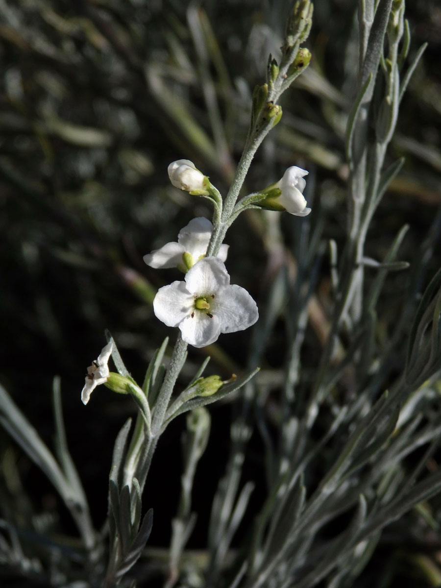 Gomphostigma virgatum (L. f.) Baill.