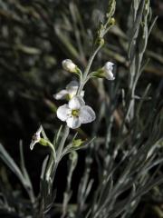 Gomphostigma virgatum (L. f.) Baill.  