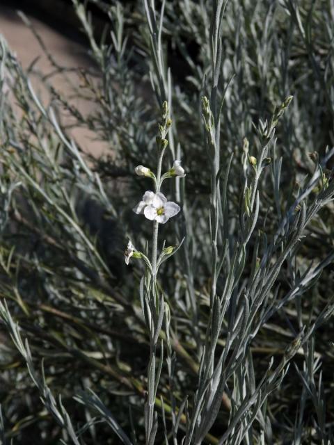 Gomphostigma virgatum (L. f.) Baill.