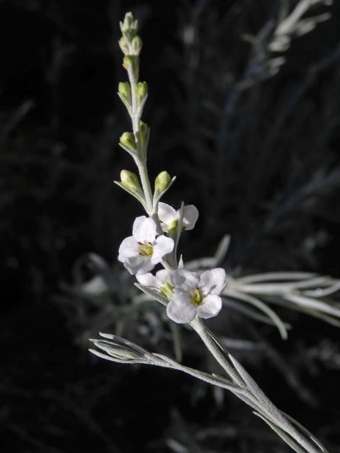 Gomphostigma virgatum (L. f.) Baill.