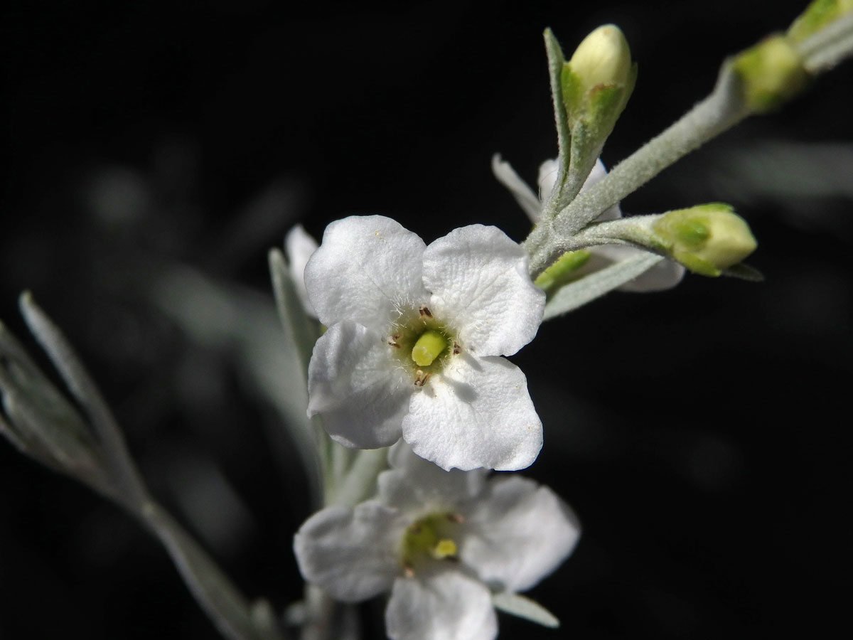 Gomphostigma virgatum (L. f.) Baill.