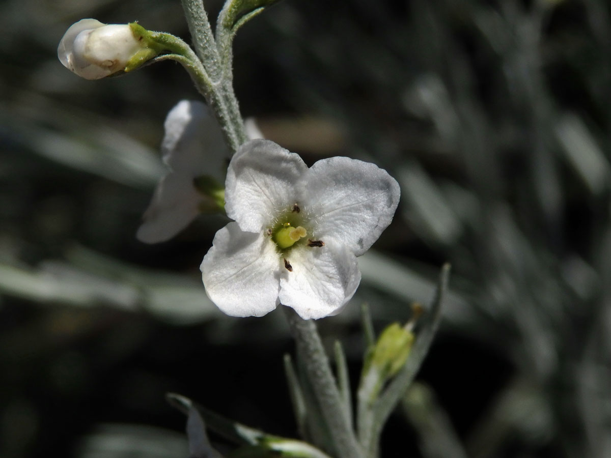 Gomphostigma virgatum (L. f.) Baill.