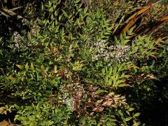 Nandina domestica Thunb.