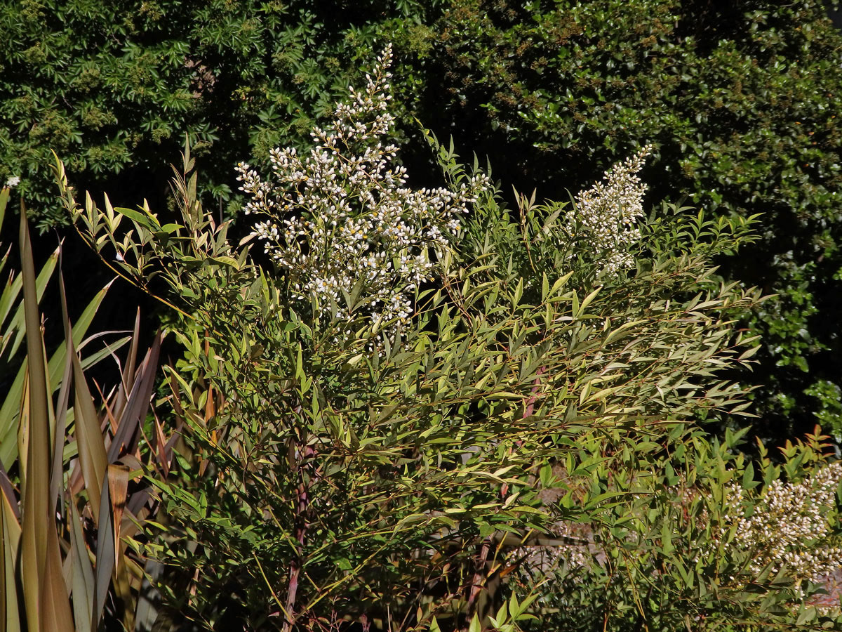 Nandina domestica Thunb.