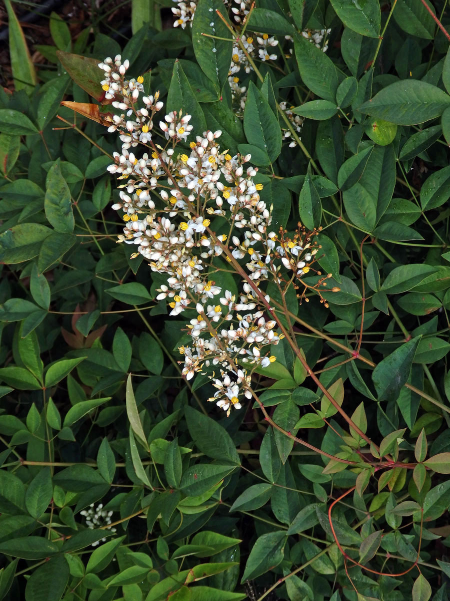 Nandina domestica Thunb.