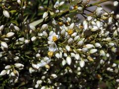 Nandina domestica Thunb.