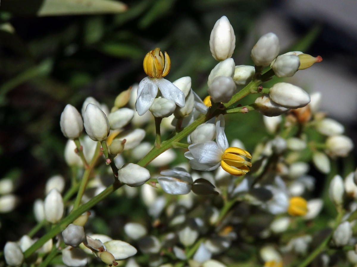 Nandina domestica Thunb.