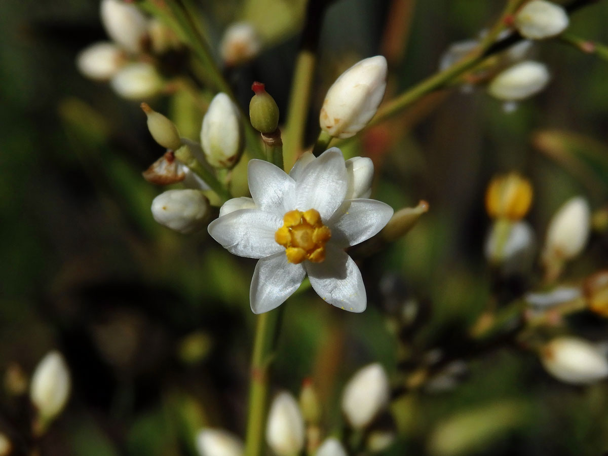 Nandina domestica Thunb.