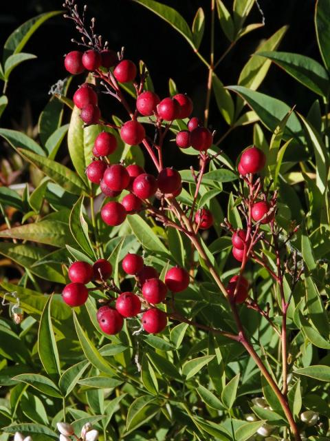 Nandina domestica Thunb.