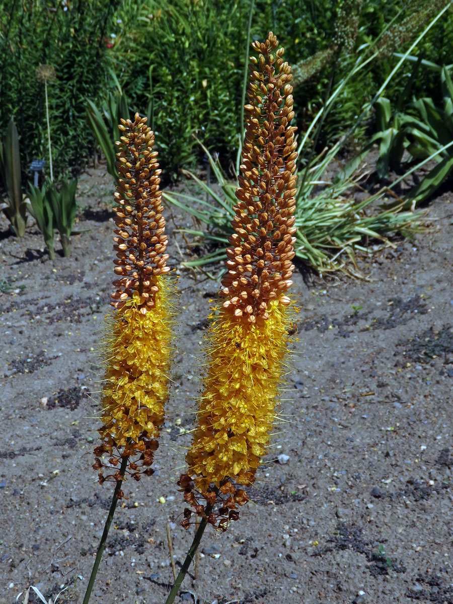 Liliochvostec (Eremurus x isabellinus)