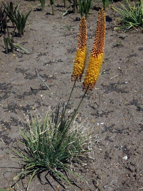 Liliochvostec (Eremurus x isabellinus)