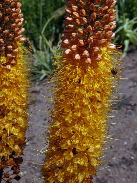 Liliochvostec (Eremurus x isabellinus)