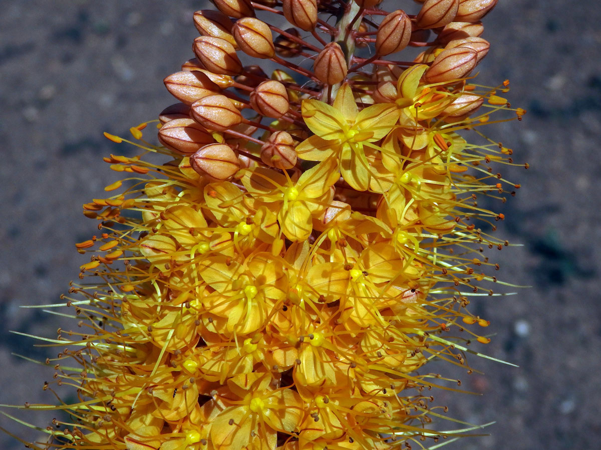 Liliochvostec (Eremurus x isabellinus)