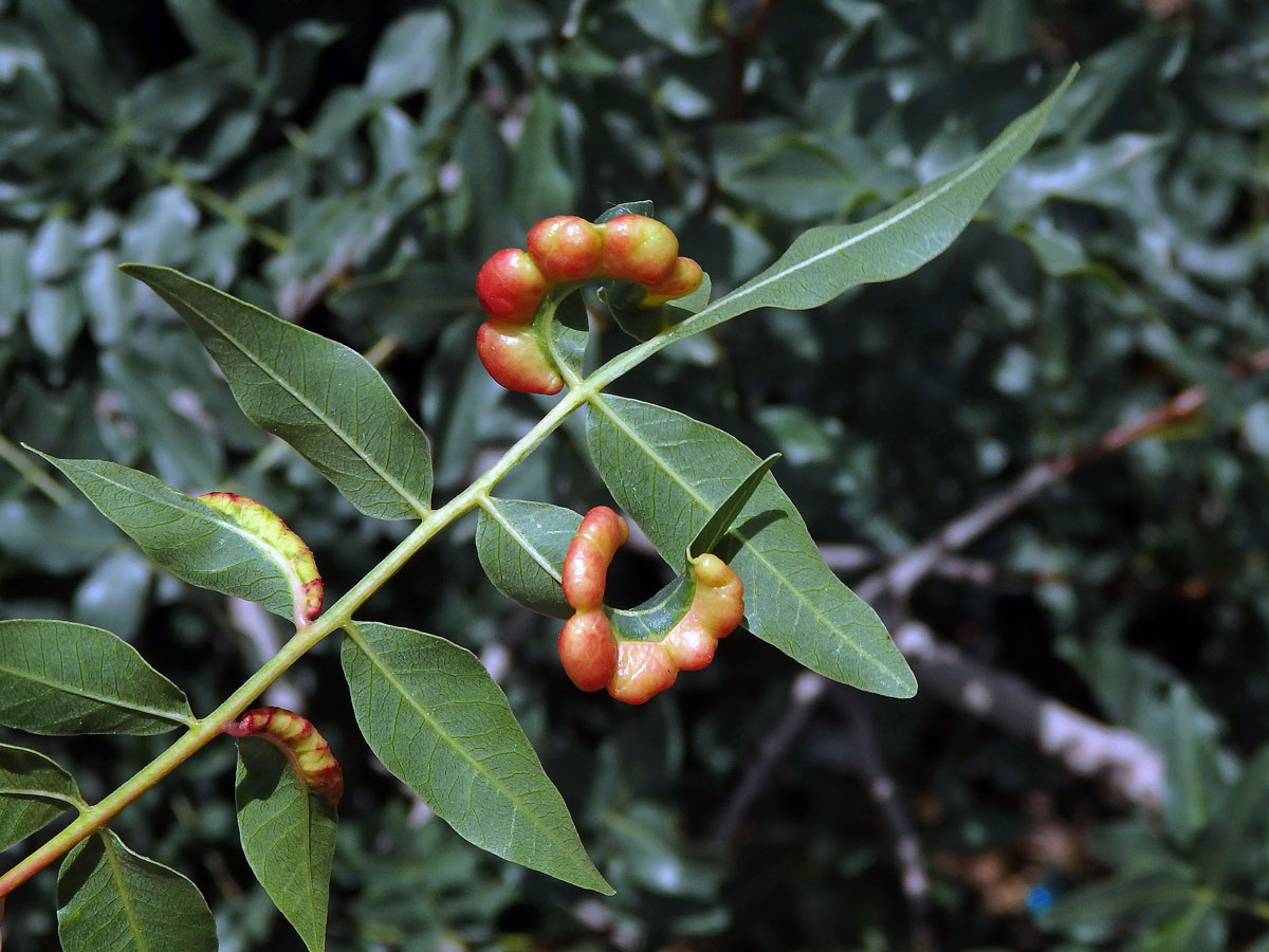 Hálky mšice Forda riccobonii na řečíku (Pistacia atlantica Desf.)