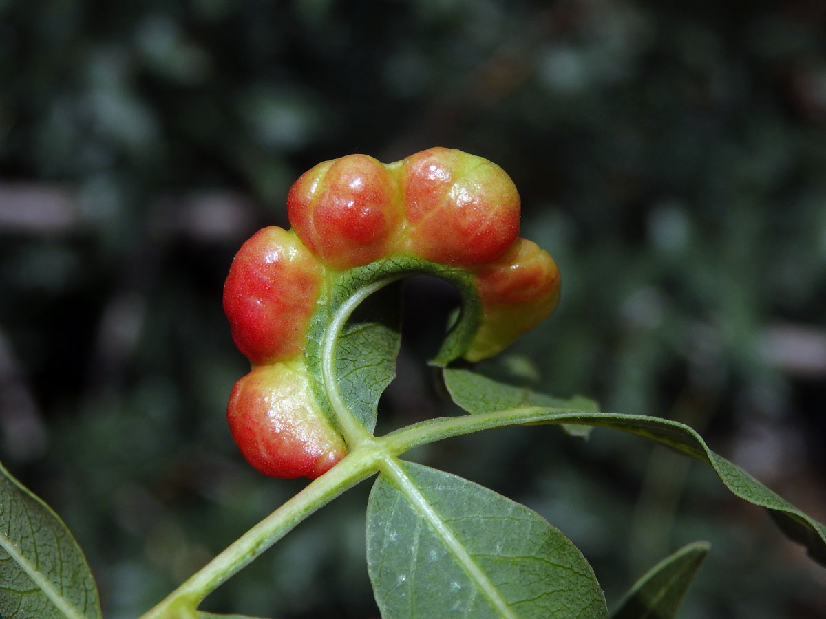 Hálky mšice Forda riccobonii na řečíku (Pistacia atlantica Desf.)