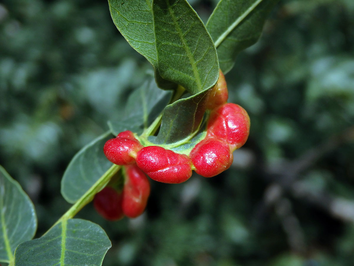 Hálky mšice Forda riccobonii na řečíku (Pistacia atlantica Desf.)