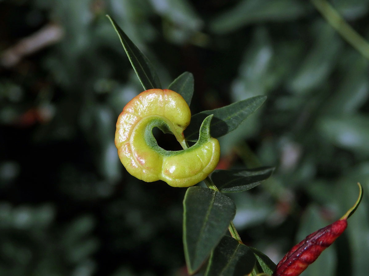 Hálky mšice Forda riccobonii na řečíku (Pistacia atlantica Desf.)