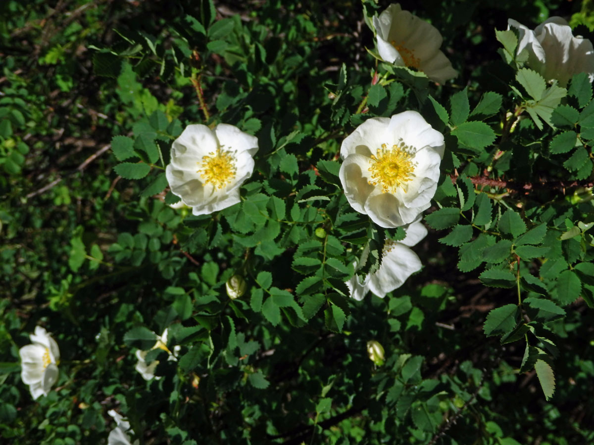 Růže nejtrnitější (Rosa spinosissima L.)