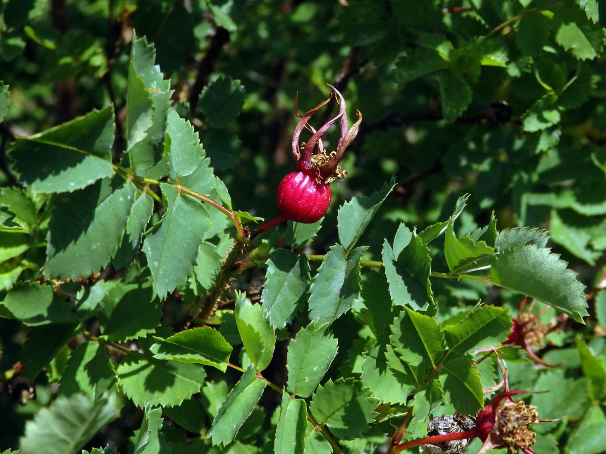 Růže nejtrnitější (Rosa spinosissima L.)