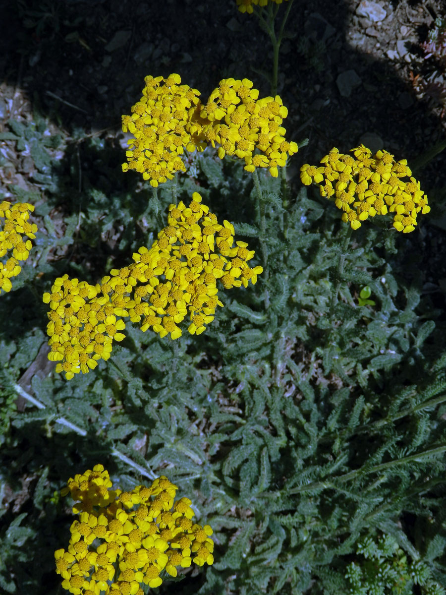 Řebříček plstnatý (Achillea tomentosa L.)