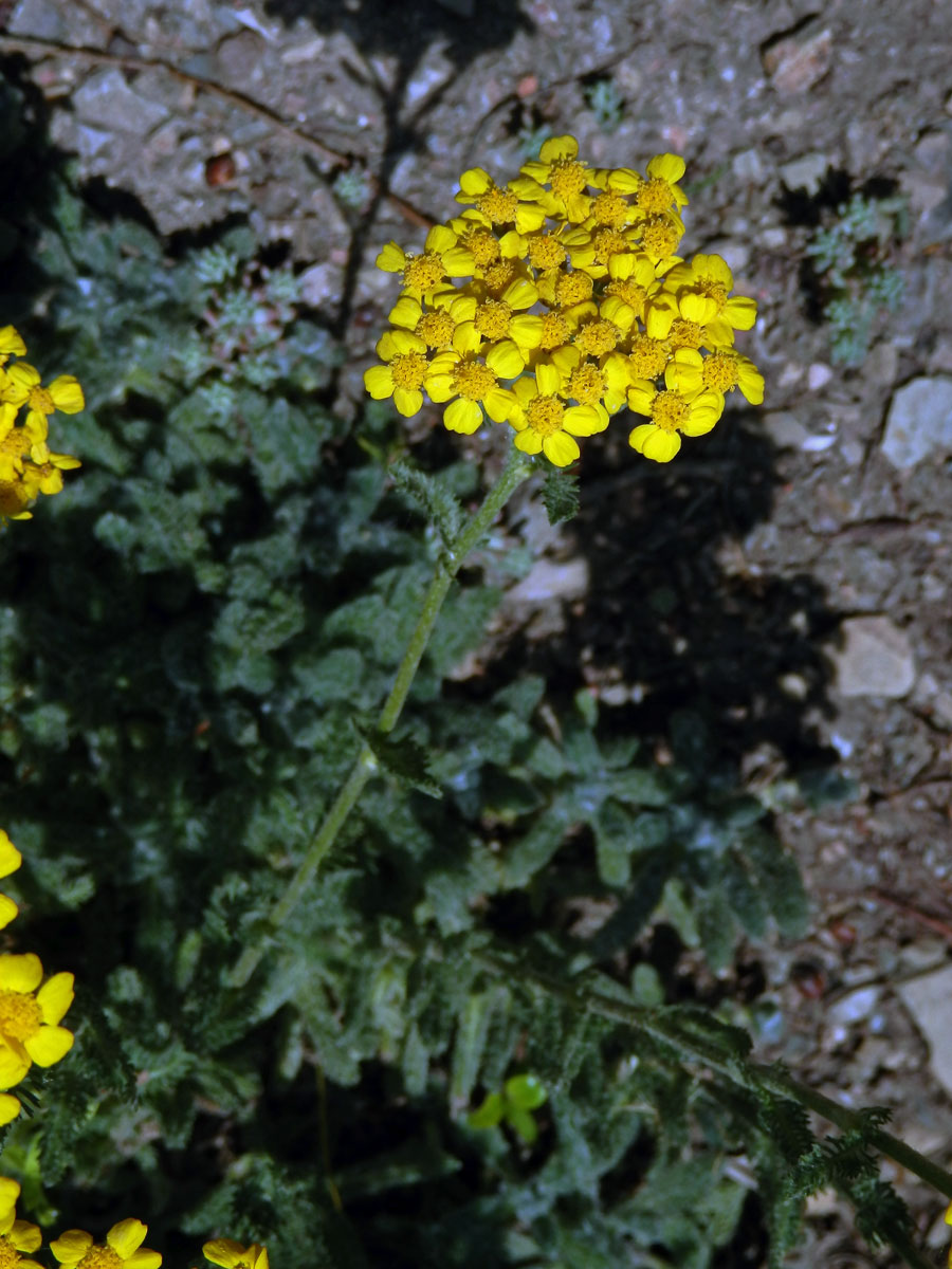 Řebříček plstnatý (Achillea tomentosa L.)