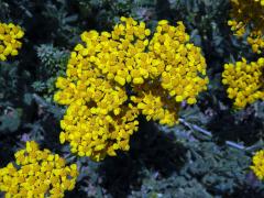 Řebříček plstnatý (Achillea tomentosa L.)