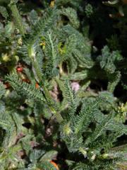 Řebříček plstnatý (Achillea tomentosa L.)