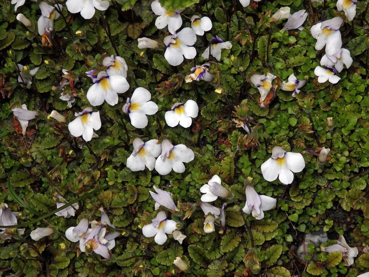 Mazus kořenující (Mazus radicans (Hook. f.) Cheeseman)