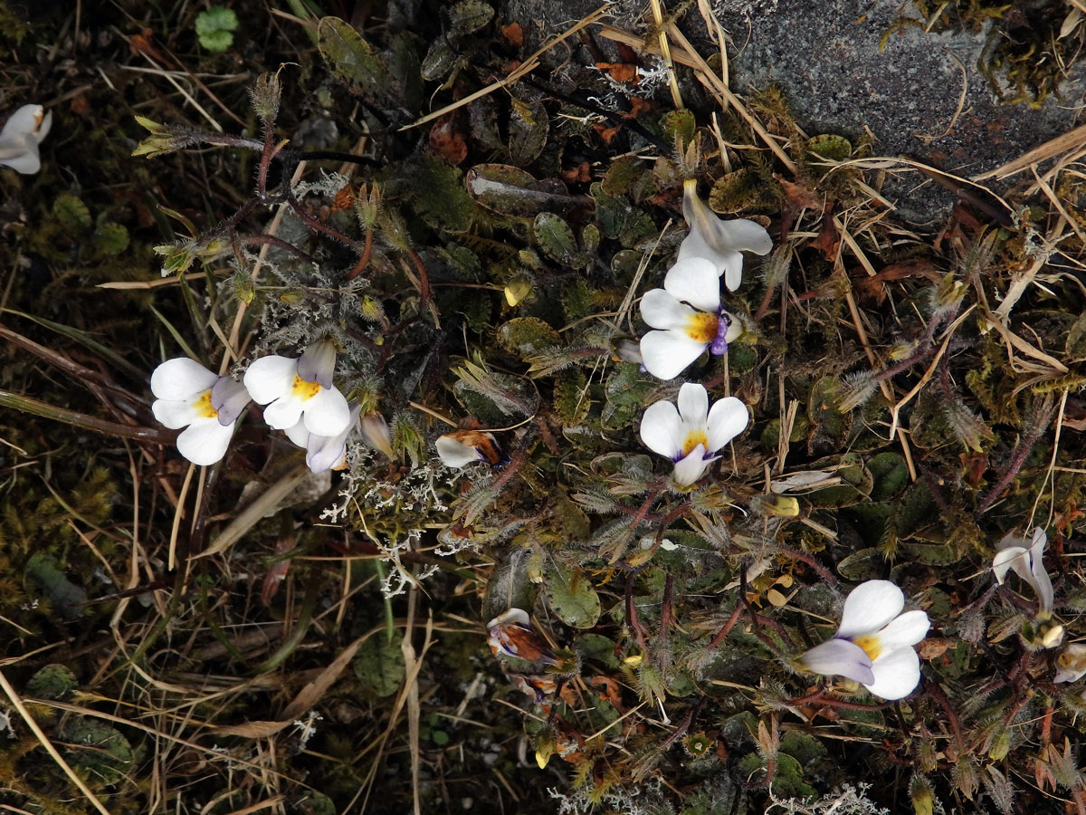 Mazus kořenující (Mazus radicans (Hook. f.) Cheeseman)