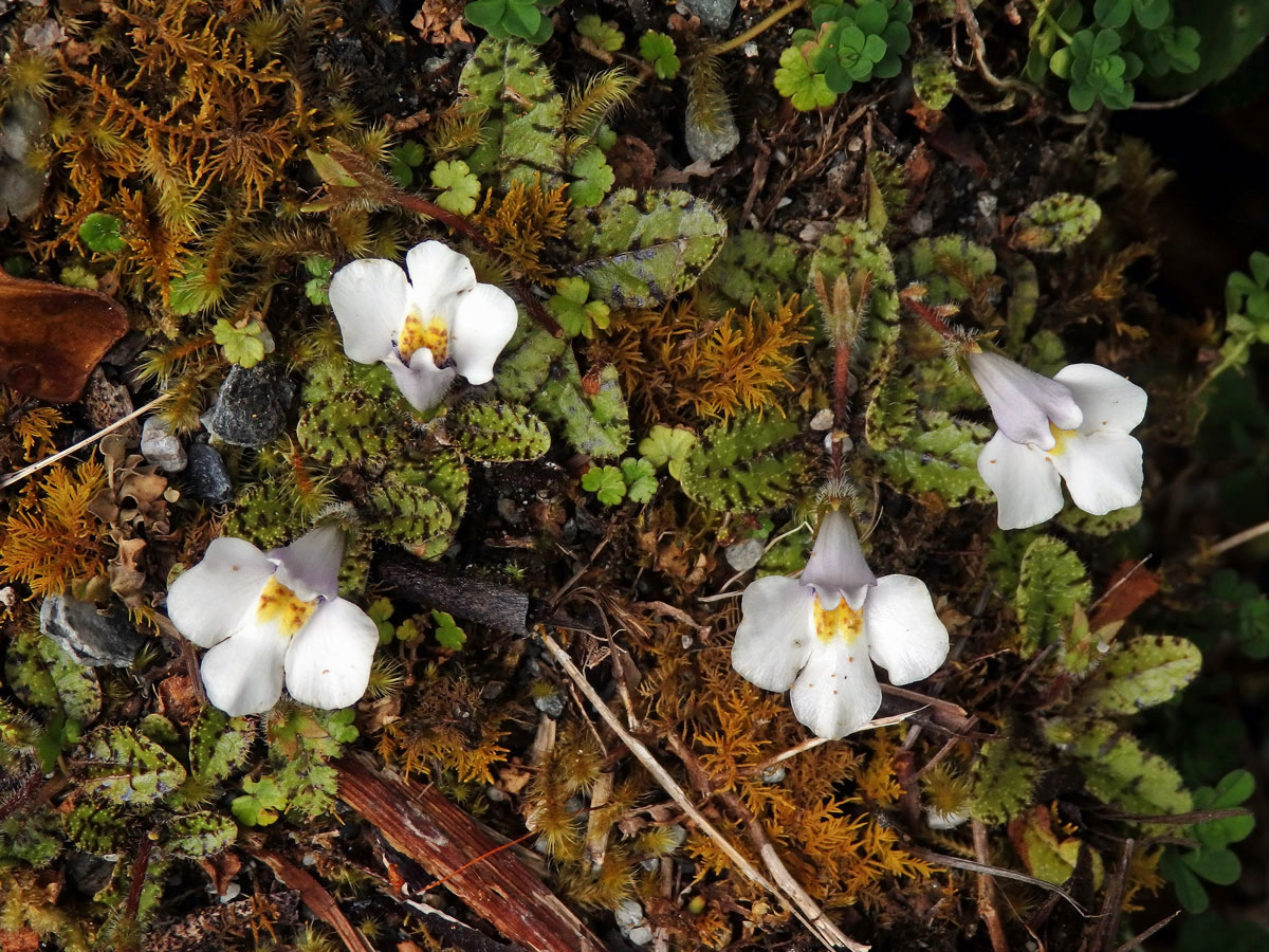 Mazus kořenující (Mazus radicans (Hook. f.) Cheeseman)