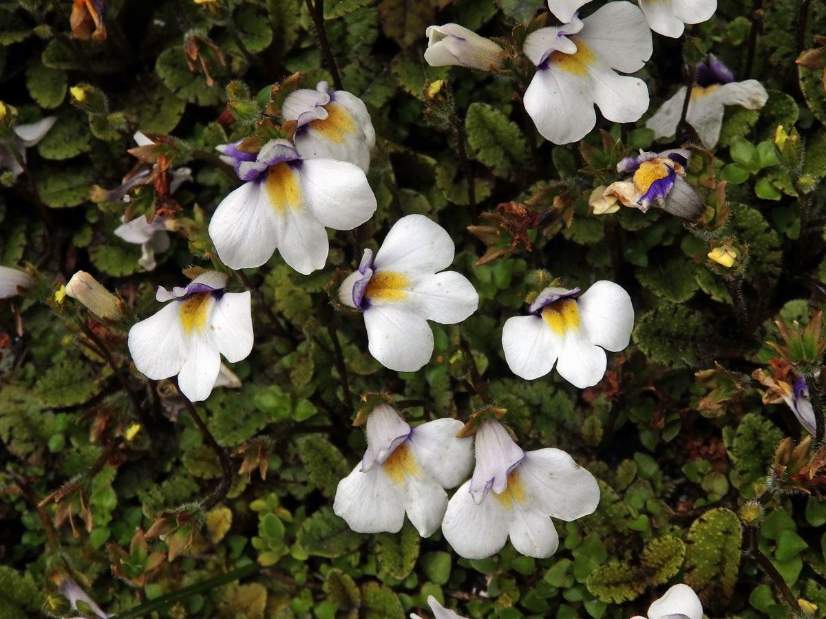 Mazus kořenující (Mazus radicans (Hook. f.) Cheeseman)