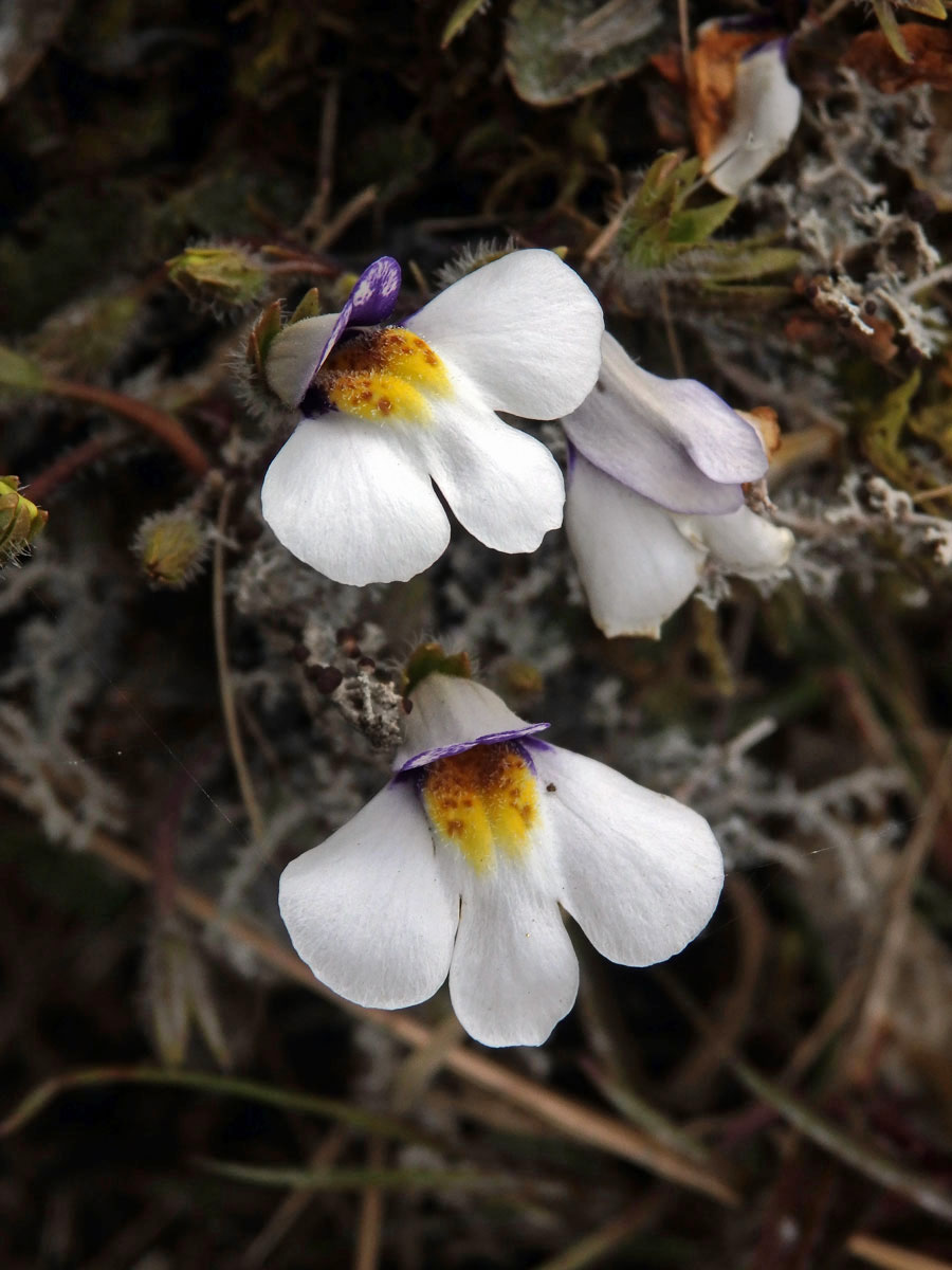 Mazus kořenující (Mazus radicans (Hook. f.) Cheeseman)