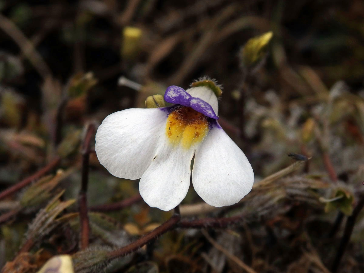 Mazus kořenující (Mazus radicans (Hook. f.) Cheeseman)