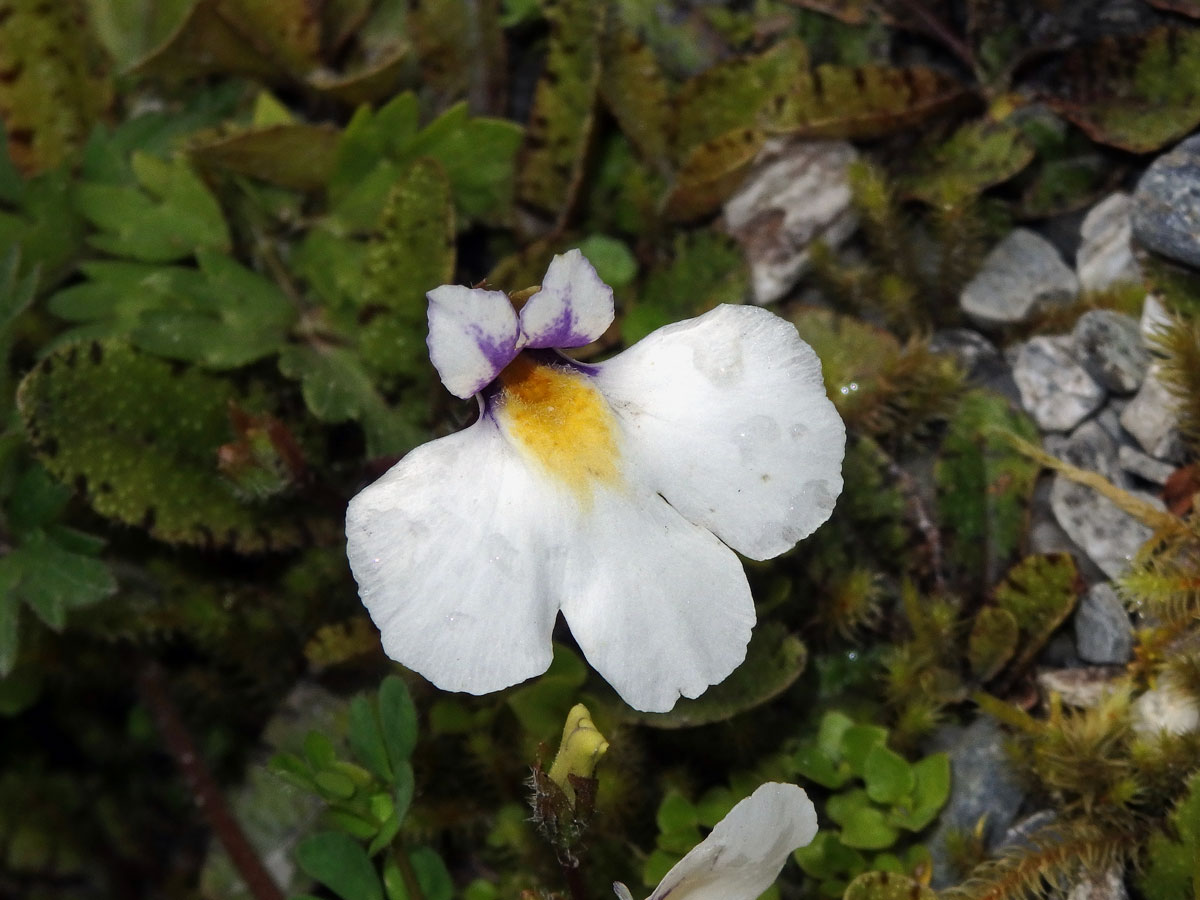 Mazus kořenující (Mazus radicans (Hook. f.) Cheeseman)