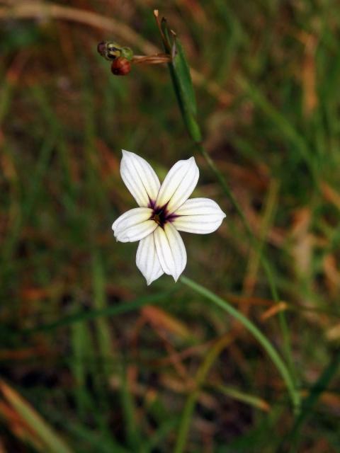 Badil (Sisyrinchium iridifolium Kunth)