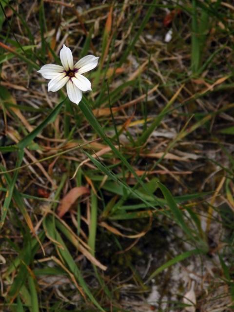 Badil (Sisyrinchium iridifolium Kunth)