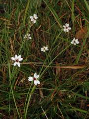 Badil (Sisyrinchium iridifolium Kunth)