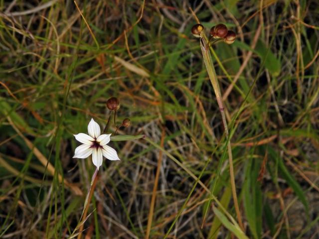 Badil (Sisyrinchium iridifolium Kunth)