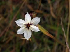 Badil (Sisyrinchium iridifolium Kunth)