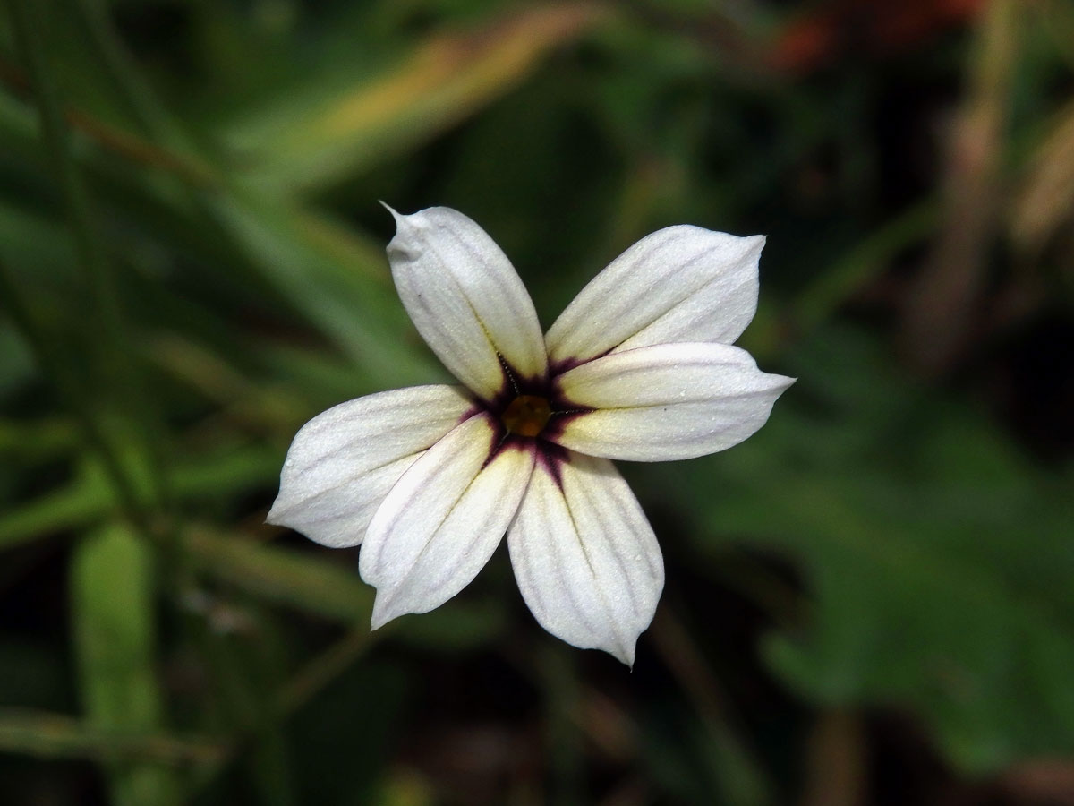 Badil (Sisyrinchium iridifolium Kunth)